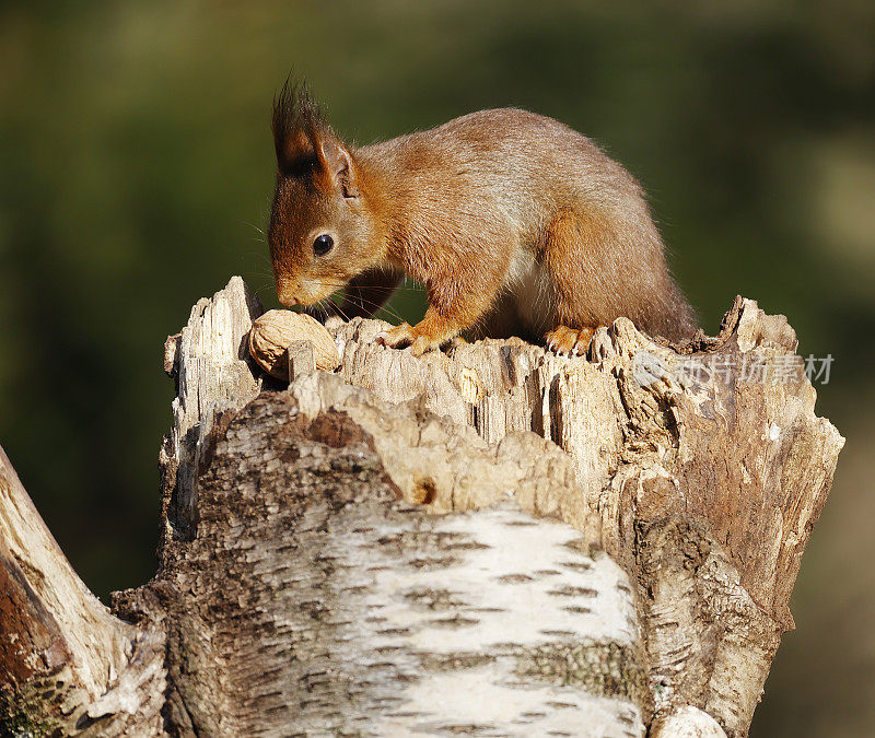 红松鼠(Sciurus vulgaris)